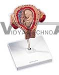 3rd Month Embryo Pregnancy Model